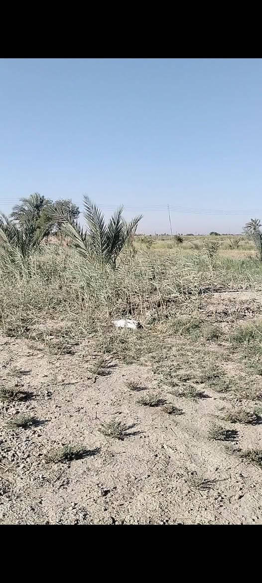 بستان زراعي 3.5 دونم على خط العيله تبليط يبعد عن الشارع العام 2 كيلو يجتوي على بيت ومحصار وحقل  وفسائل نخيل  واشجار  توجد فيه كل الخدمات نهر سقي بوري اساله كهرباء الاستفسار الاتصال على الرقم ***********
