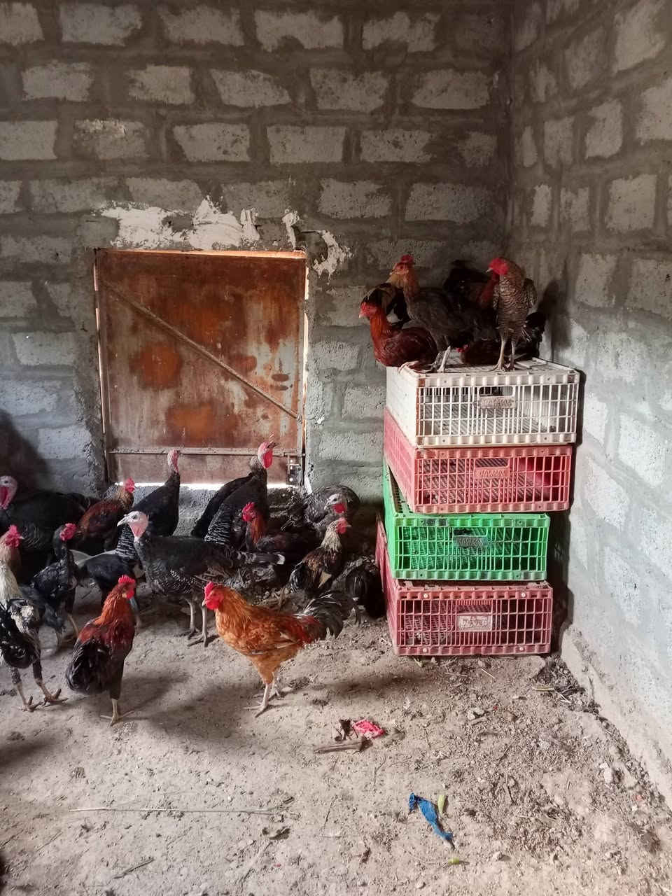 ادمن وافق 
دجاج عرب وديوكه وشيش للبيع
***********
***********
