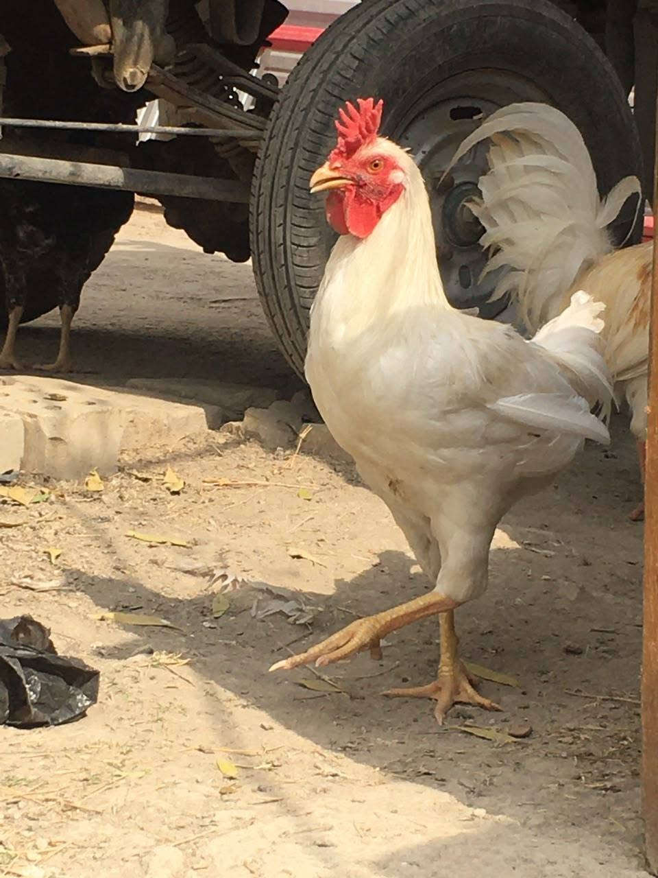 ديوجة • دندراوي • ٦اشهر