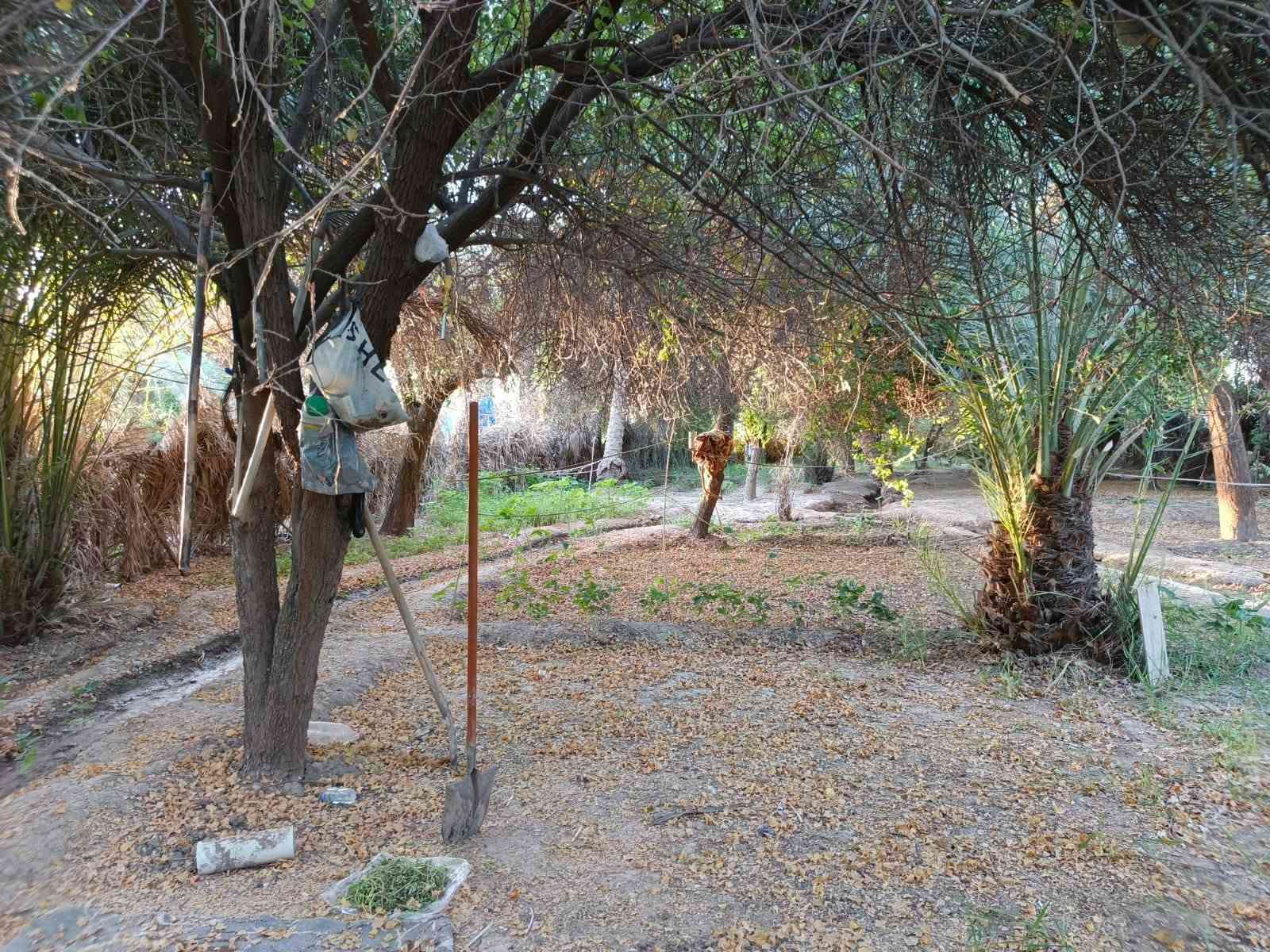 ميسان الدفاس • دونمين ونص • ٦ بيوت