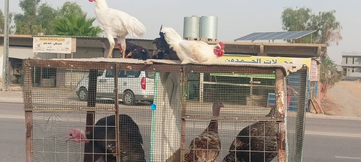 ديوكة عرب • فراريج شيش • قضاء الحويجة
