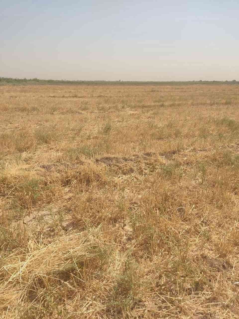 السلام عليكم يوجد 5 دوانم طابو سند 25 ابو شطيب قرب جسر حوالي على شارع العام على طريق بغداد السعر دونم 60 بي مجال اكو 30 مليون ***********
