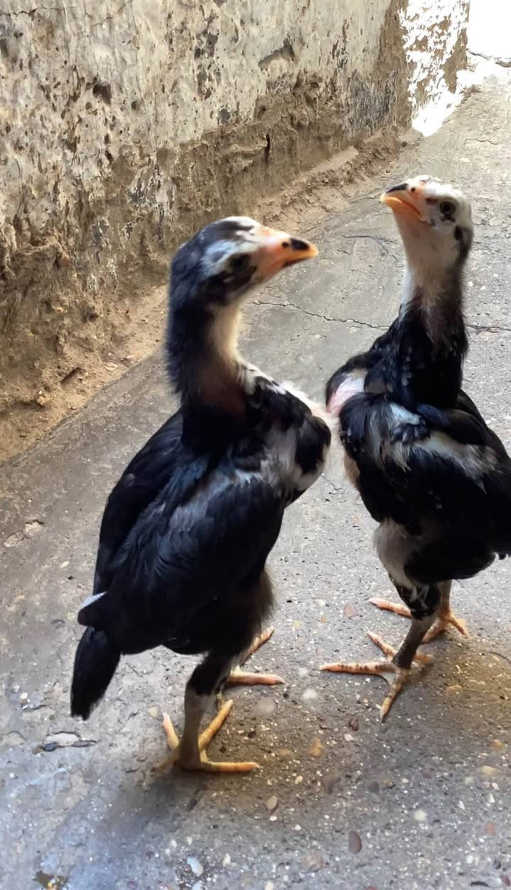 كتاكيت نثية وفحل  هراتي رعاش للبيع بغداد الدورة *********** متوجد وتساب وعلى الشريحة ايضن Colombo, Sri Lanka
