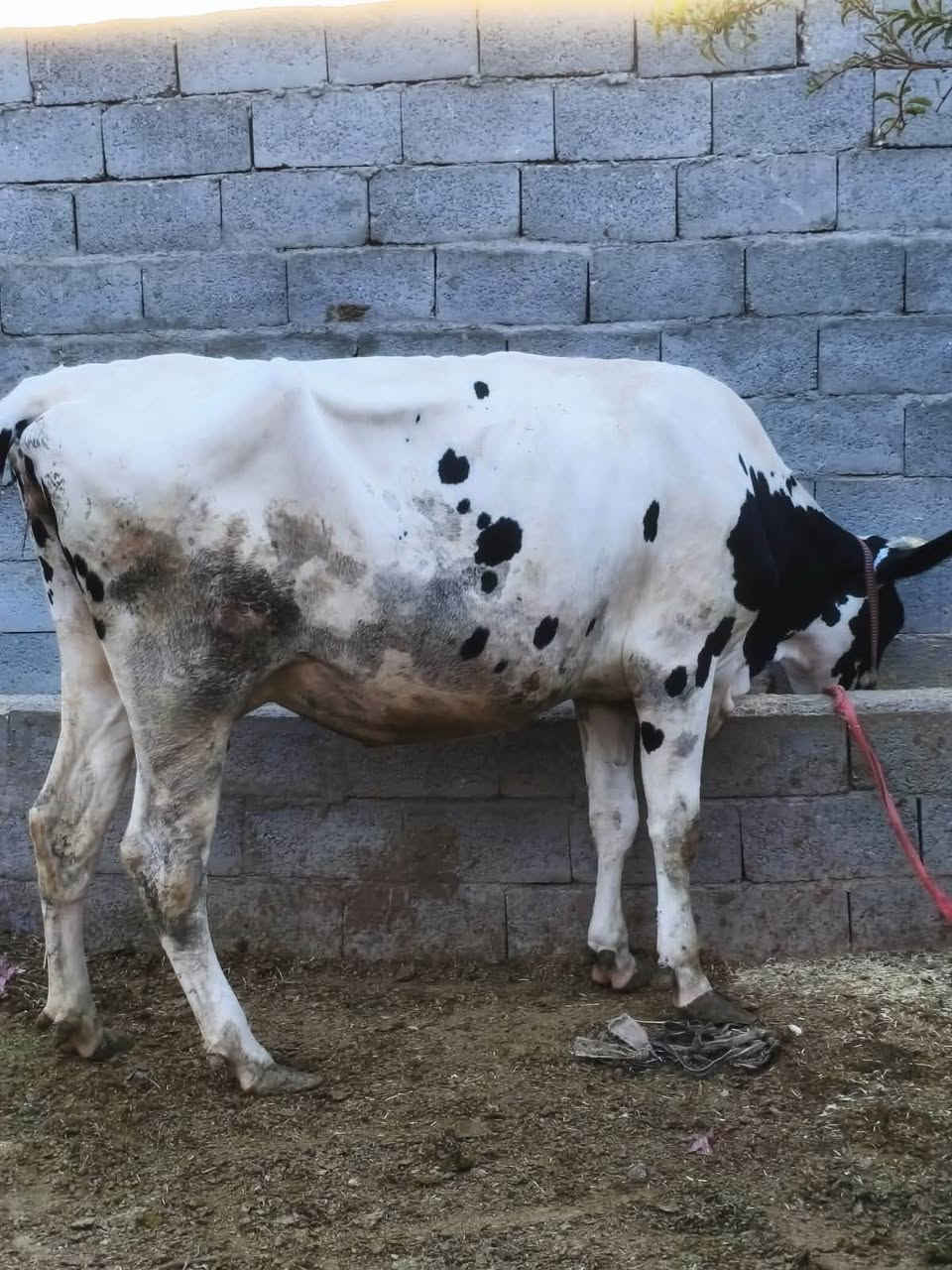 بقره حليب • ثاني بطن • عشار شهر ٩