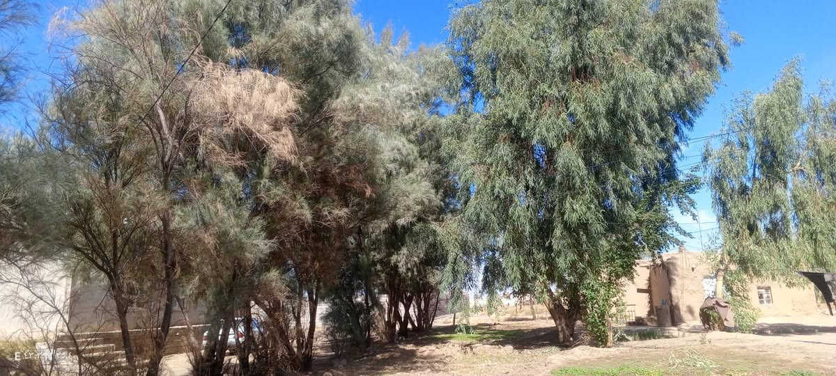 سجر • ما مقصوص • ٤٣,٥١° N ٣٥,٤° E