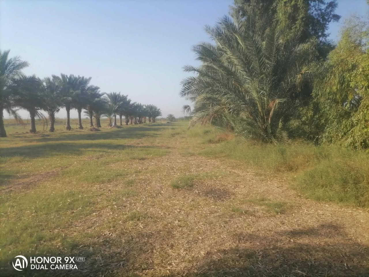 الكرمه الروفه • ٣ دونم • طابو زراعي