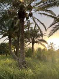 ١ دونم • الإبراهيمية كربلاء • واجهة ٣٥م