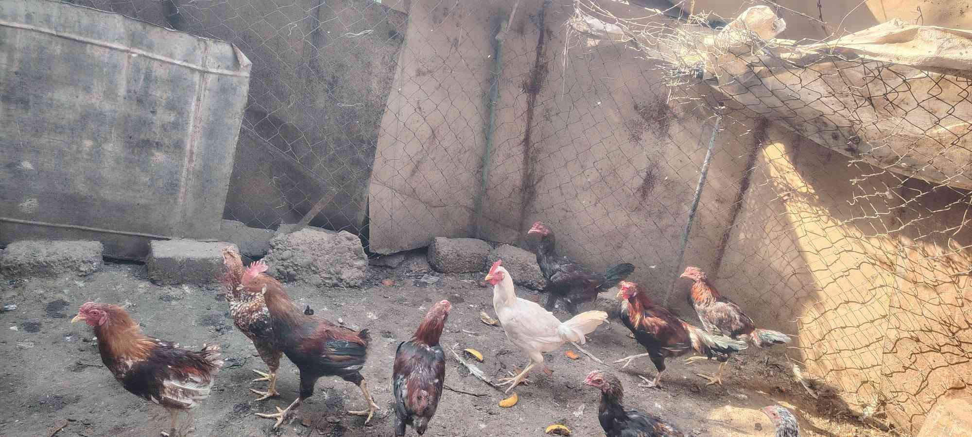 دجاج هراتي • ديوك عرب • الشرقاط