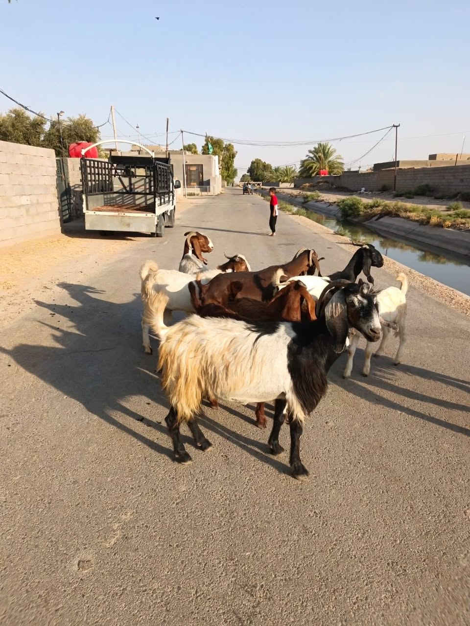 بسم الله ما شاء الله
صخول العدد اربعه مطافيل بناتهن بكدهن حلال حلو وخير من الله +ورجينه سمينه وينهم الجناية حلال رقم واحد
المكان واسط الشحيميه قريه ١٠
***********
ملاحضه اخوان اشتري جميع المواشي وشتريد من ذبايح مال مناسبات مال ارباط حلال جني عدي
