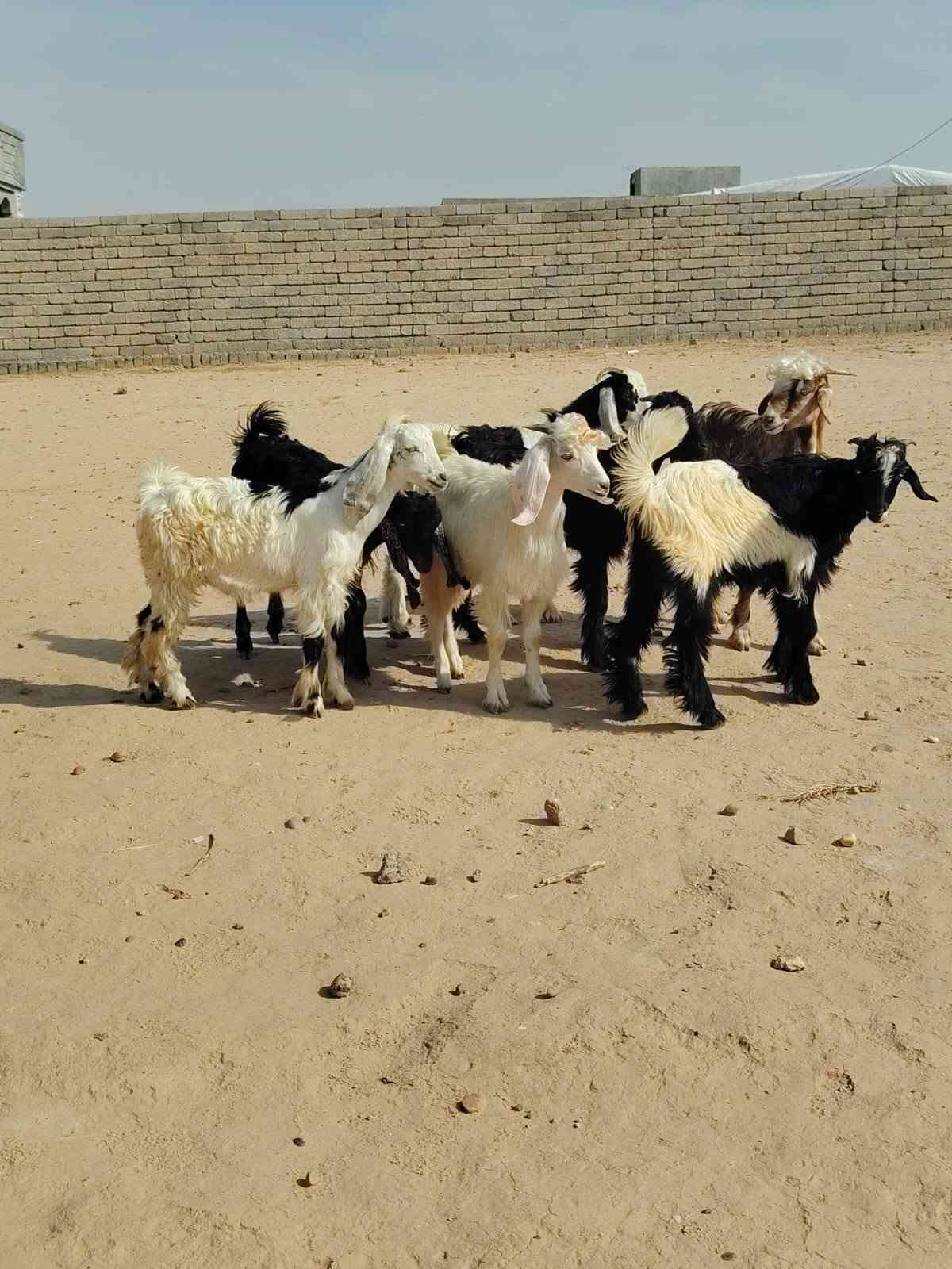 جديان • حلال درجة أولى • الشرقاط