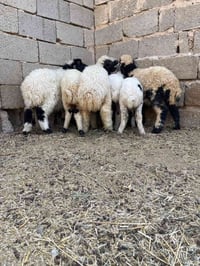 فحل١ • انثيات • ٤شلع