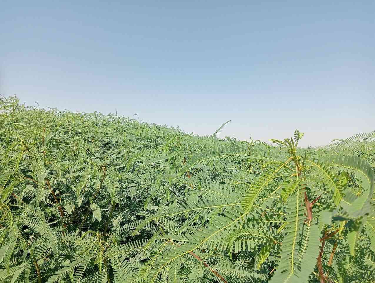 للبيع سيسبان المساحة 25دونم الاتصال***********

