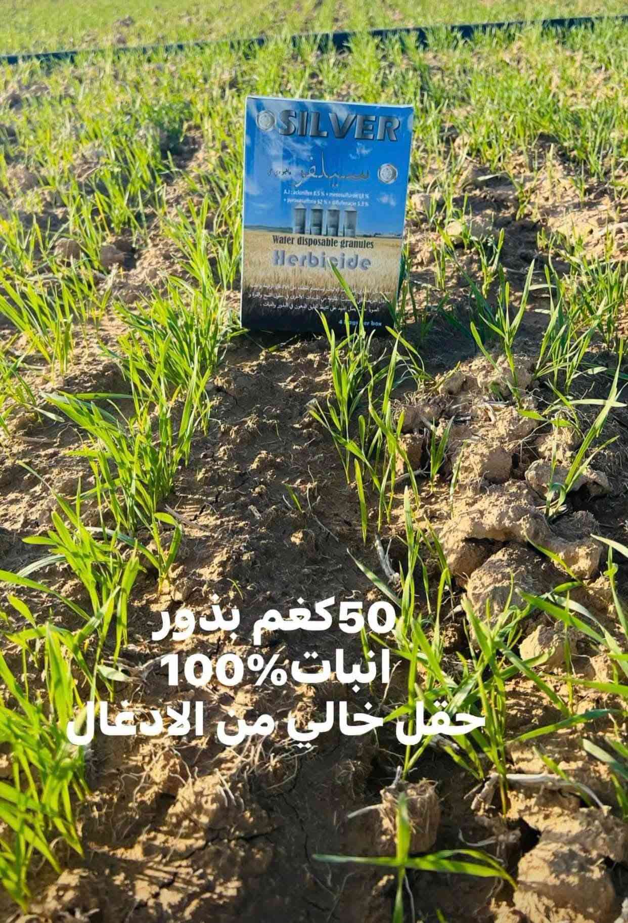 مبيد سلفر • قبل الإنبات • توصيل العراق