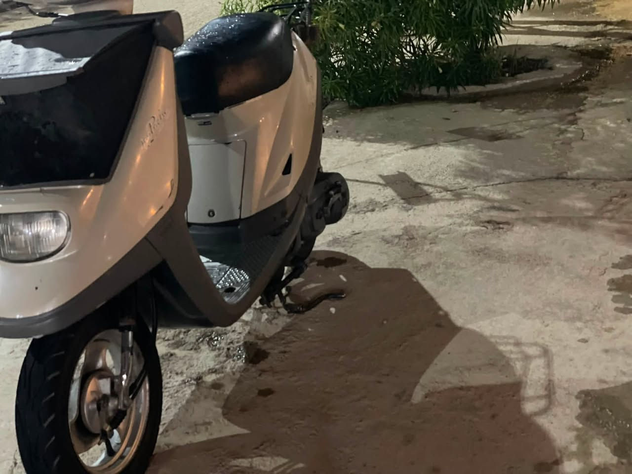 السلام عليكم مطور بزون لل بيع صاصي ما مكسور كهربيات كلو شقال سلف بك لايت اشير كلو شقال السعر 300 رقمي ***********
