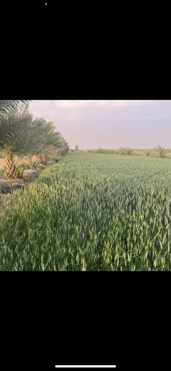 قطعة ارض في زويغير قرب الطاقة الكهربائية
على الشارع مباشر ومن جهة الثانية الاروائي مباشر ايضاً 
محاطة ب124 نخلة حمال 
المساحة ٢ دونم وربع (دونمين وربع)
السعر ٥٠ مليون وبيها مجال بسيط 
للبيع المباشر نظراً لظروف صاحب الارض 
للاتصال ***********
