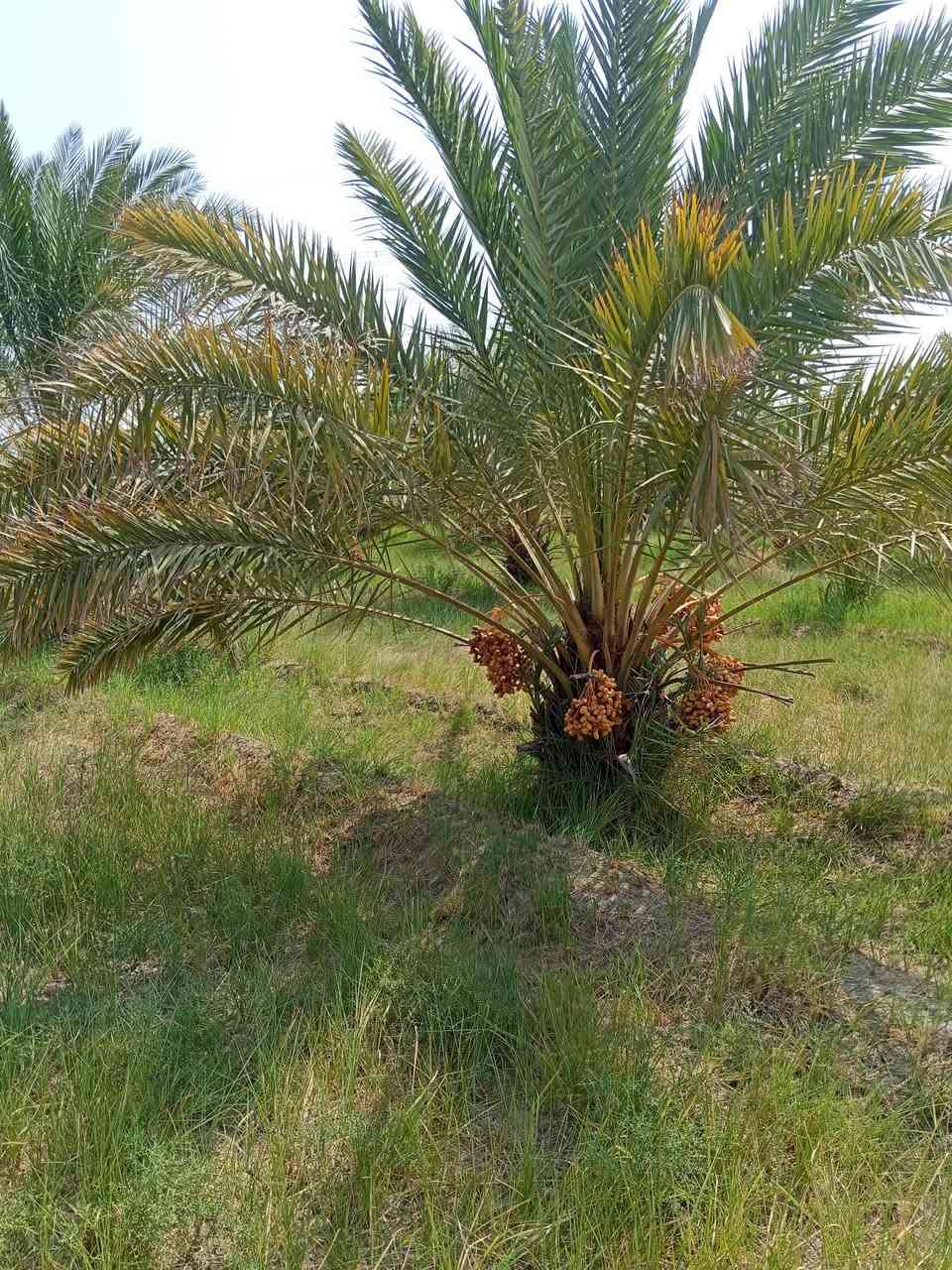 السلام عليكم
بستان 3دونم يوجد فيه نخيل 120نخله ونبك وتكي ورمان
بستان مرتب وكافه الخدمات 
العنوان ساده الشرامطه شارع ناصر عجيل يبعد عن المشروع 70متر ويبعد عن الشارع الرئيسي 300متر 
الاستفسار الاتصال ***********
