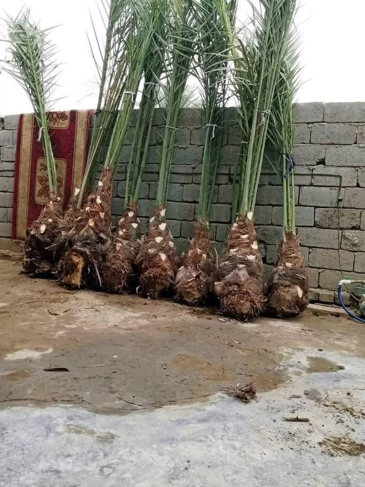 السلام عليكم جميعاً 
متوفر نخل برحي وبريم مع التوصيل بأسعار مناسبة جداً مكلف بالنشر 

***********
***********
