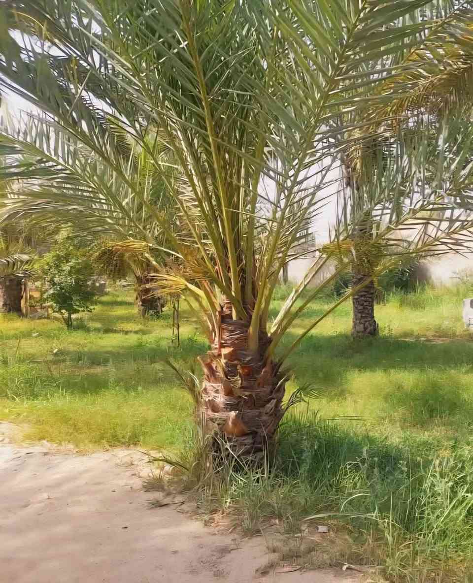 🧿 للبيع ارض زراعيه مميزة 🧿
 الموقع: صوب بني ركاب – على طريق الشركات، الشارع الرئيسي قرب بيت ابو مجاهد
🌴 المساحة الكلية: 2000 متر من ضمنها بيت بمساحة 325 متر 🌴 مزرعة خلف البيت تحتوي على 45 نخلة مثمرة من صنف جيد 🌿 حديقة أمامية 🧿 بالإضافة إلى قطعتين أرض، مساحة كل قطعة 200 متر
🏠 مواصفات البيت: 🧿 بناء طابوق درجة أولى
▪️ سقف صب كونكريت مسلح
▪️ 3 غرف نوم، مساحة كل غرفة 6×4
▪️ صالة 14×4
▪️ هول 7×4
▪️ استقبال 10×4.5
▪️ صالة
▪️ مطبخ 6×4
▪️ صحيات داخلية وخارجية
▪️ كراج كبير
⭐ موقع مميز على الشارع الرئيسي ومناسب للسكن والاستثمار والزراعة🧿
📞 للاستفسار( مراجعة مكتب عقارات الكرار – صوب بني ركاب) *********** 
*********** يتوفر وتساب
