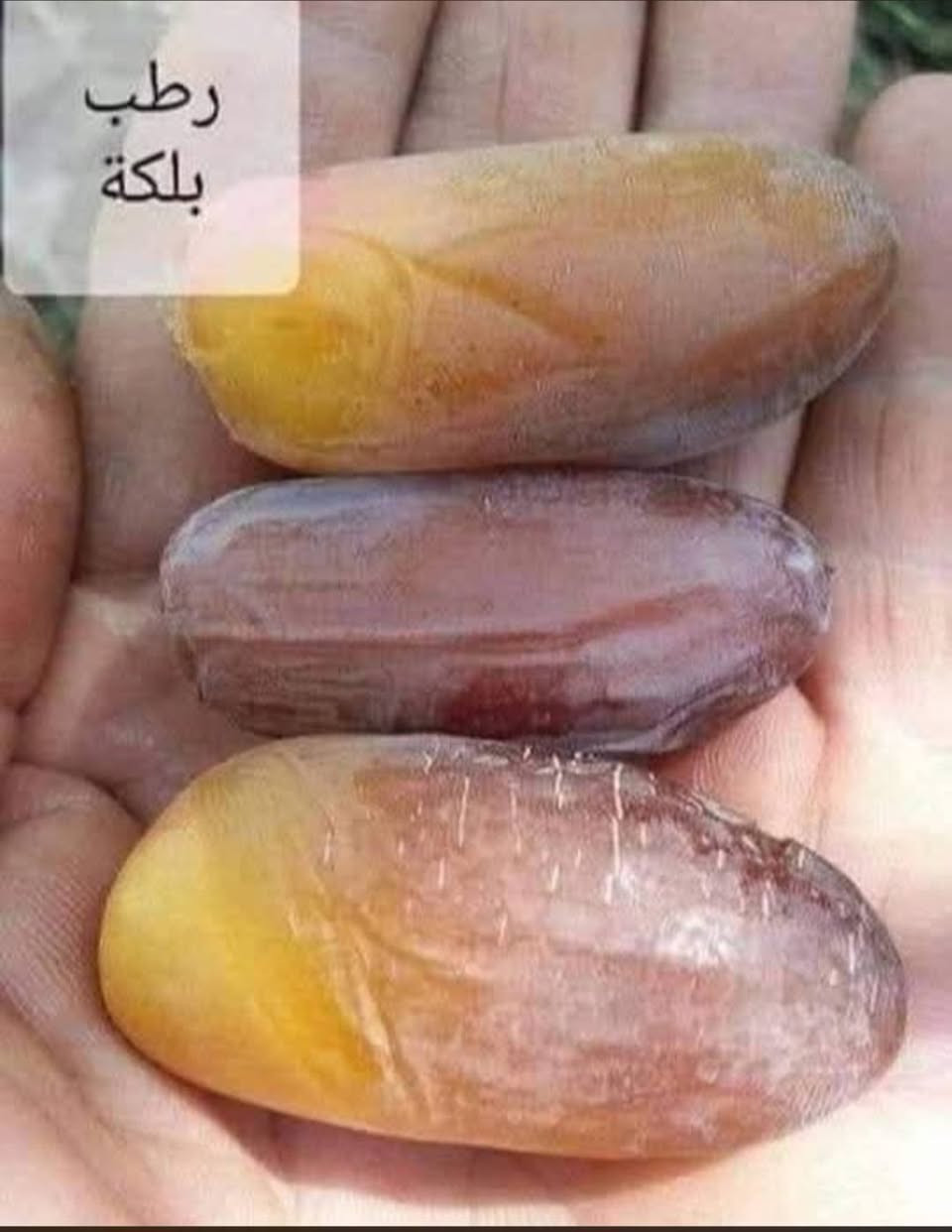 🌴🌟 تتوفر لدينا كافة أنواع الفسائل بأصناف مميزة ومضمونة 🌟🌴

الأنواع المتوفرة:
💎برحي 🪴 خستاوي 🪴 بريم 🪴 عمران 🪴 تبرزل 🪴 مكتوم 🪴 جمالي 🪴 اشرصي 🪴 بربن 🪴 حمراوي 🪴 شكر 🪴 شوثي أصفر 💎

💥 جميع أنواع الفسائل مقدمه ، خاصة من مزارعنا.
💥 متوفرة بأحجام متعددة حسب الطلب، وتشمل الفسائل للأمهات والذكور.

🚚 توصيل لجميع محافظات العراق للطلبات 10 نخلات فما فوق.

📞 لمعرفة الأسعار أو الاستفسار، يرجى مراسلتنا من الزر اسفل المنشور او على الارقام:

📲 ***********
📲 ***********

💼 جاهزون لتجهيز دوائر الدولة، المشاتل، والمزارع الخاصة والعامة.
✨ فضلاً، ندعوكم لدعم صفحتنا عبر المتابعة والمشاركة، وتحية حب وتقدير لكم 🌻🌻
