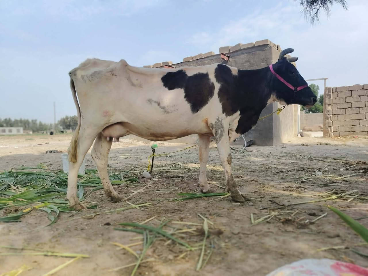 دابه • رابع بطن • تحلب خير