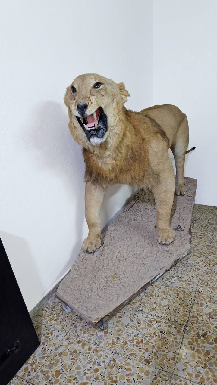 بغداد البلديات • أسد محنط • جديد