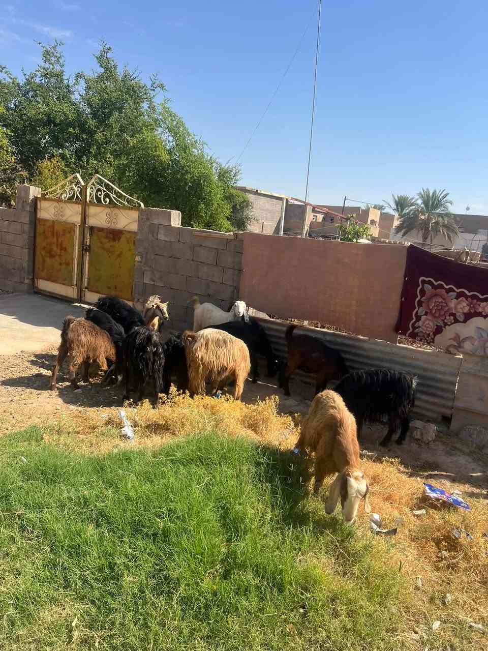 متاح
13عنز جذاع شرط العشار وضمان وشرط النصاح سعر600 وبيهن مجال قليل البيع شلعه وحده مكاني حديثه حي العسكري ***********
