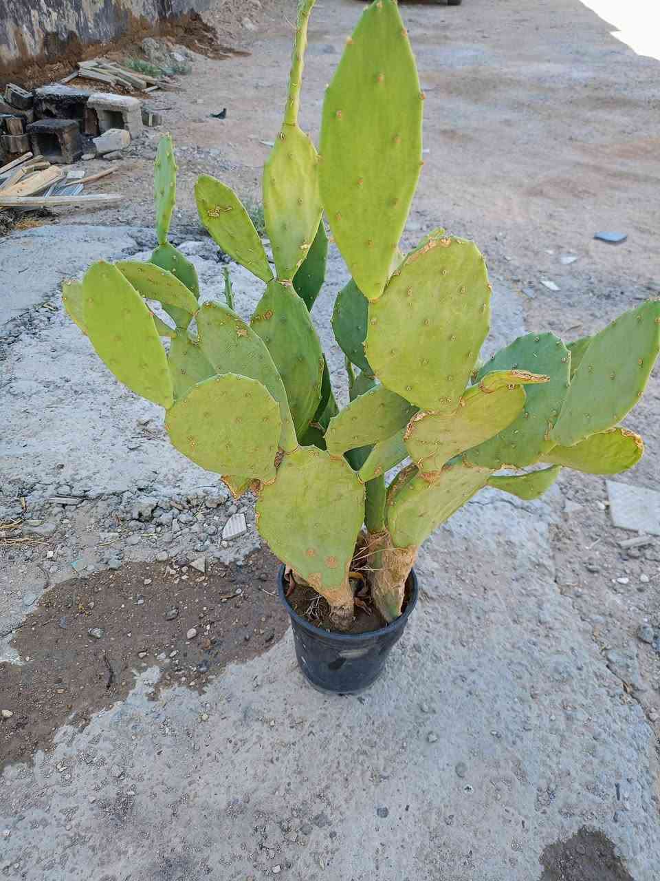 شتلات ونباتات • شجرة موز • توصيل التاجيات