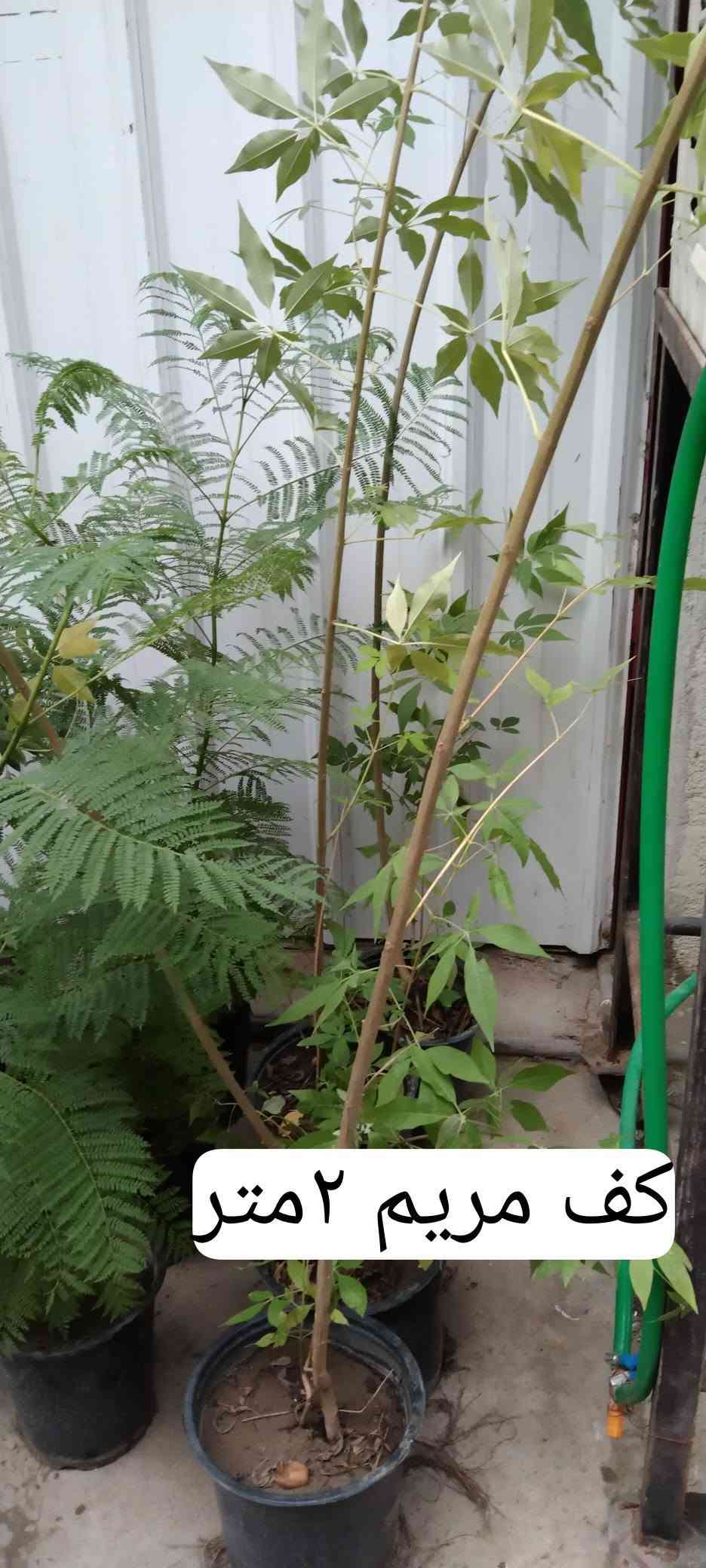 بغداد حي العدل • نباتات زينة • قيصرية عباس