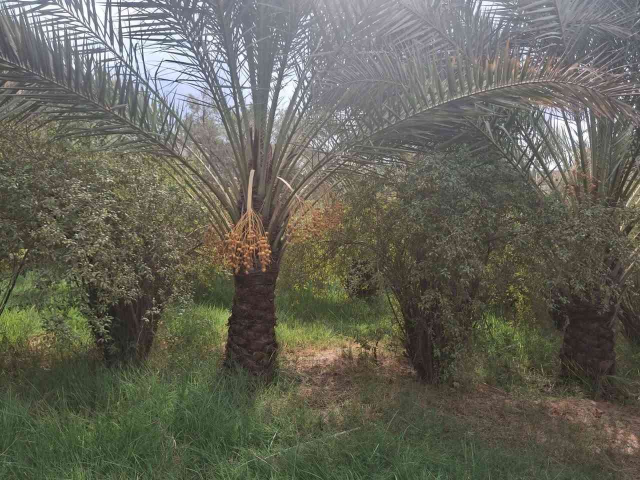 دونم ونص • واجهة ٣٤م • طابو سند ٢٥