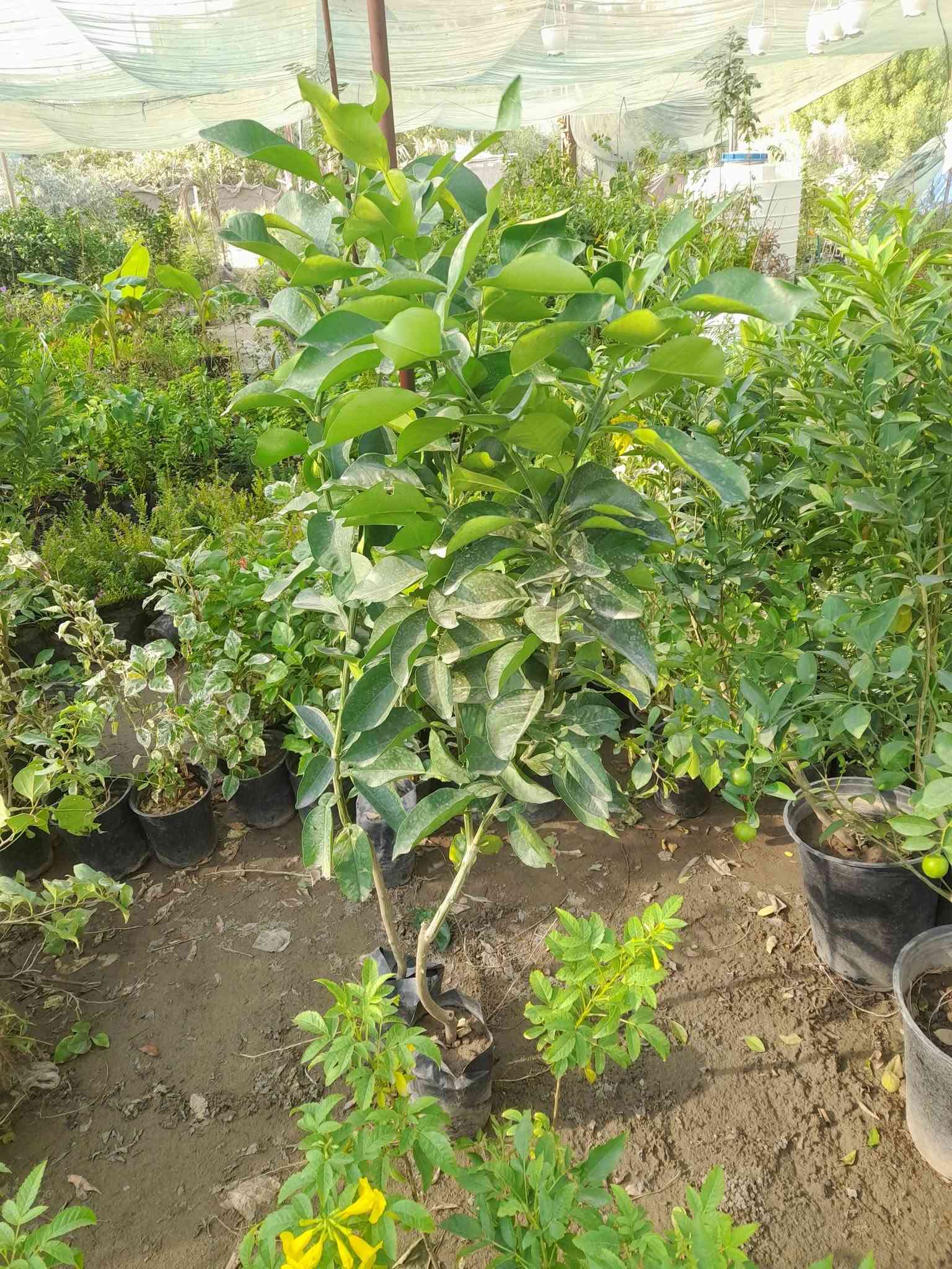 غماس طبكة • مجاور منتزة
