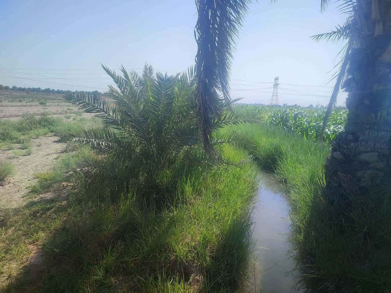 🌴 فرصة استثمارية ممتازة بسعر مناسب جداً – أرض زراعية للبيع 🌴

​المواصفات:

​المساحة: 3 دونم.

​الجنس والسنَد: زراعية (طابو - سند 25 مفوضة بالطابو).

​الأشجار: تحتوي على نخيل مثمر.

​الخدمات: 

​ماء سقي متوفر (صيفاً وشتاءً).

​كهرباء متوفرة.

​ماء إسالة متوفر.

​الموقع: طريق (حلة - نجف) / قرب مجمع البيان السكني (تبعد 500 متر فقط عن الشارع الرئيسي).

​السعر: بسعر مناسب جداً ومشجع للاستثمار! 

​📞 للاستفسار والتواصل:

***********
