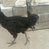 ديك استرالي • انفنكس هوت ١٠