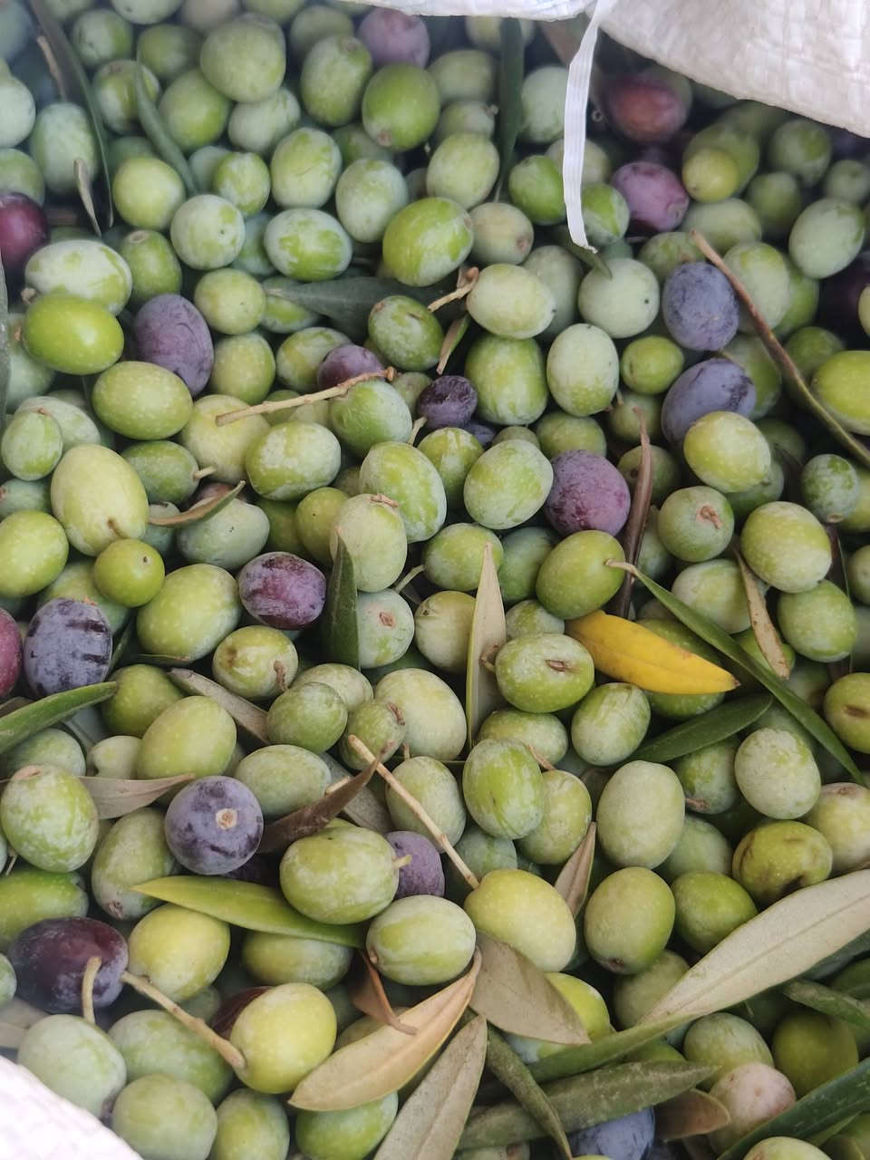 زيتون • من الشجرة • ناعم