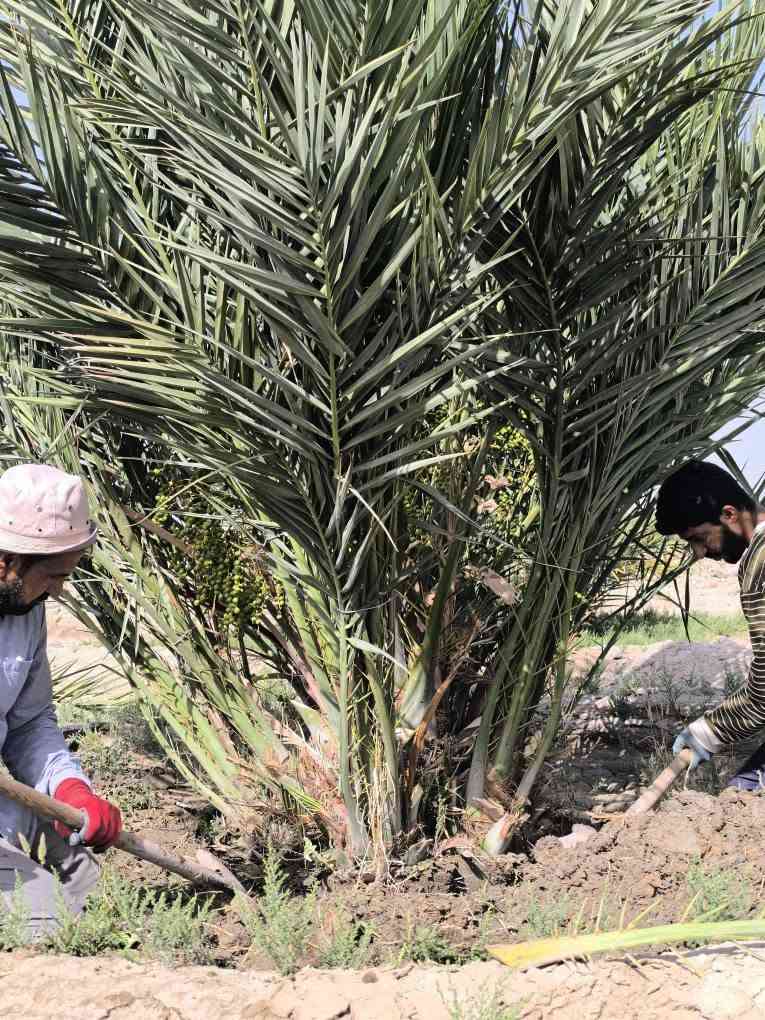 متوفر نخيل نسيجي بكل الانواع والاصناف والاحجام 

للاستفسار اكثر التواصل معنا بإدارة المهندس عبد الحسن محمد العامري *********** البصرة, العراق

نص مكتوب في الصور:
- REDMI NOTE 13 Pro+ 5G 2026.04.26 17:07
- REDMI Note 13 Pro 5G 2026.09.03 10:28