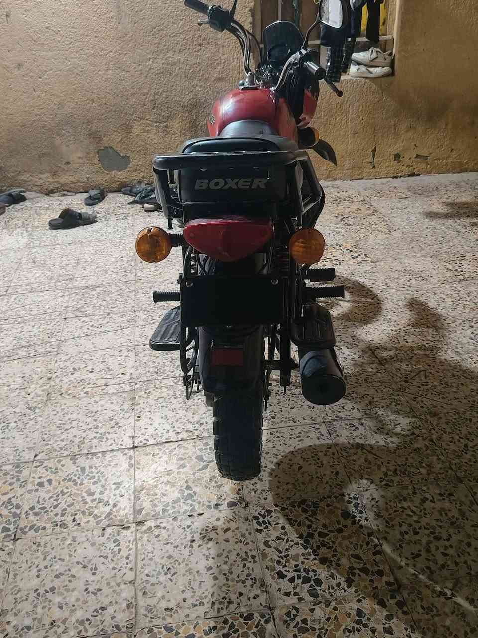 بوكسر • فحل • مامفتوح