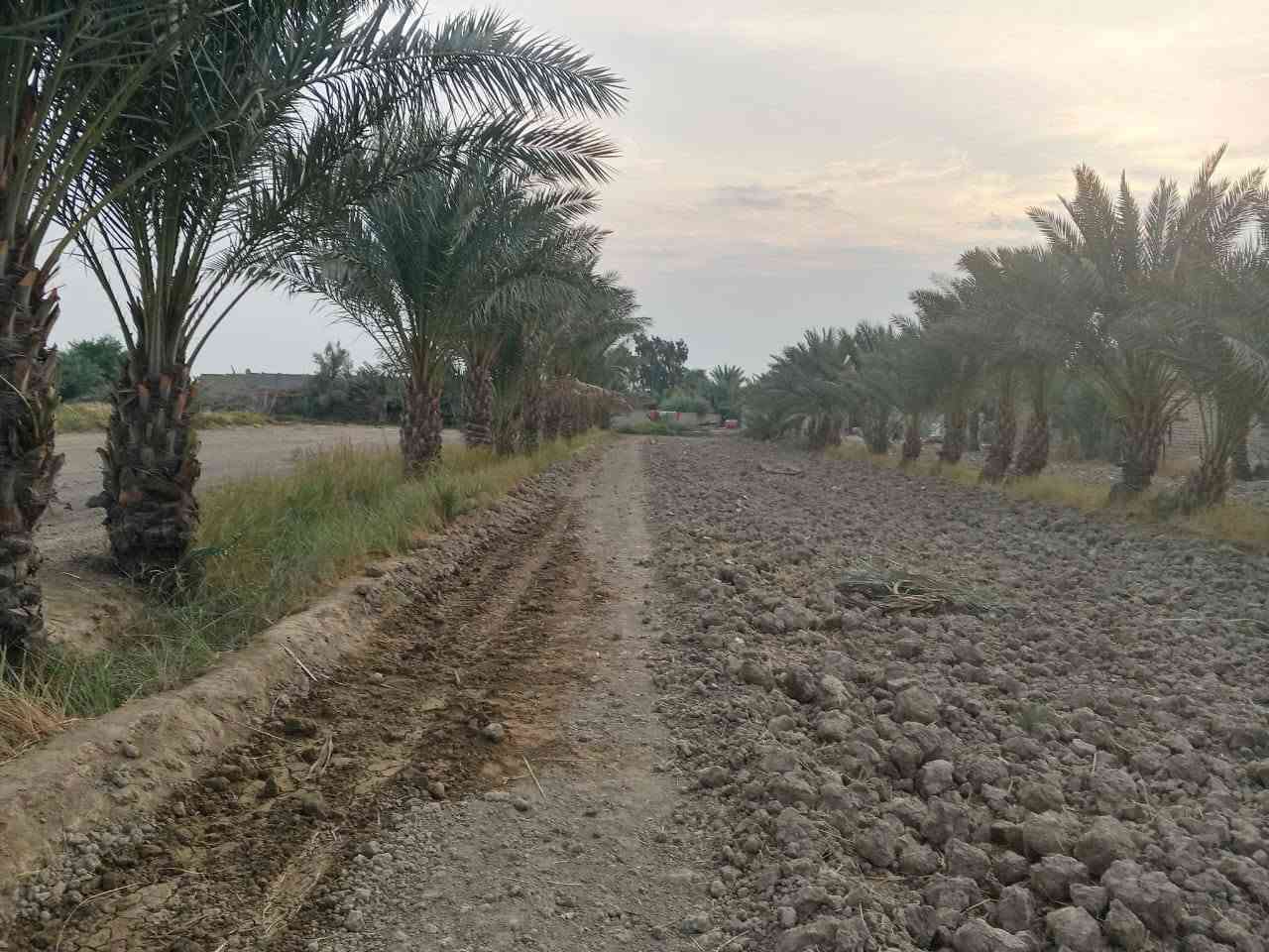 نخل حمال • الديوانية • الحمزه الشرقي