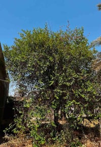 سدرة • بلاش
