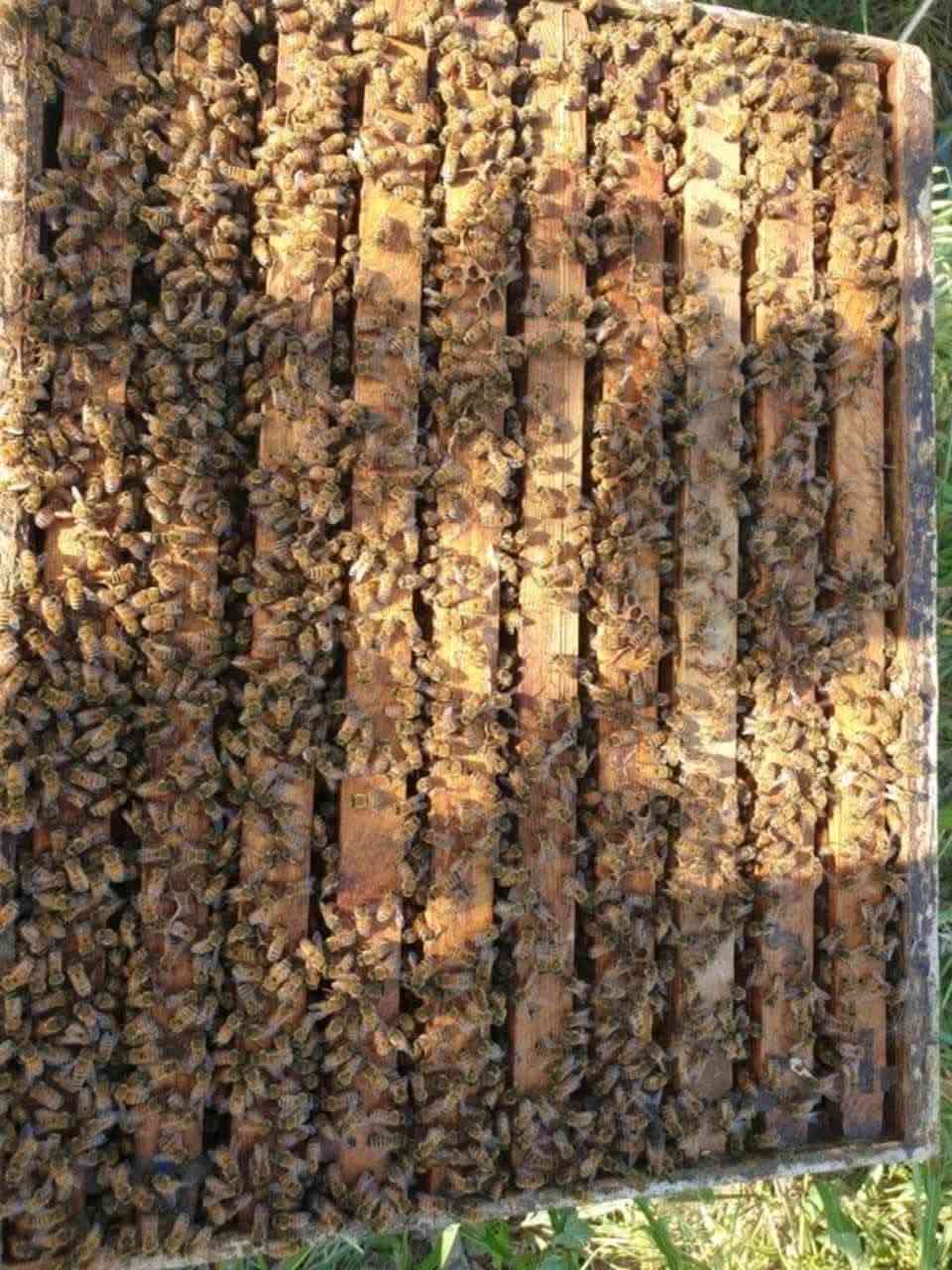 � رحيق دجله 🍯
عسل طبيعي 100% بدون أي إضافات 🌿

ثقة ومصداقية… والتجربة خير برهان 🤍

🐝 عسل الكالبتوز

🌿 عسل البرسيم

📞 للطلب والاستفسار: ***********

💬 واتساب متوفر
تيك توك /.   رحيق دجلة

جرّب واحكم بنفسك 🍯
