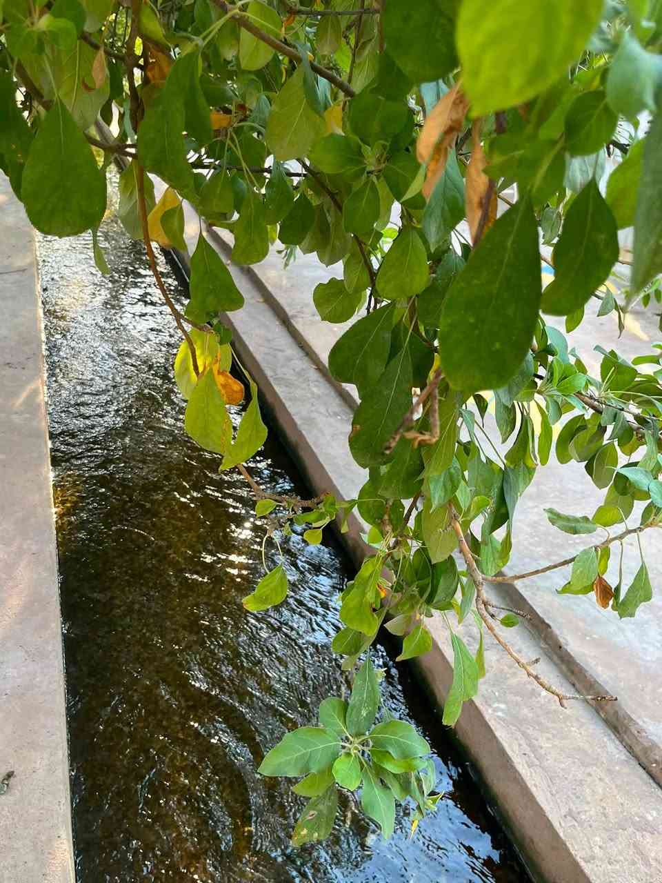 شلونكم ويه الحر😄اذا اشتاقيتو لأجواء الشتاء والبرد مزرعتنا بانتظاركم🏊🌴🍇🍐انتعاااش
***********
