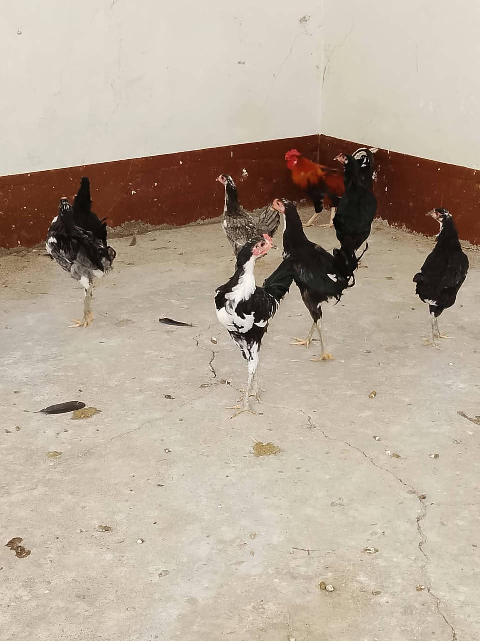 دجاج • بوطاني