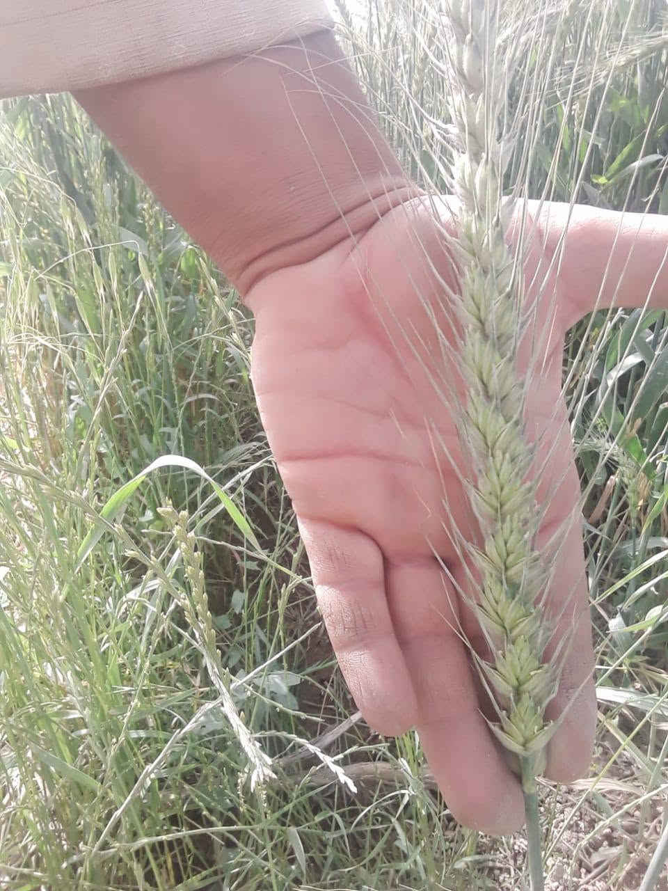 حنطة نظيفة • الرشيد/الصباح • انتاج وفير