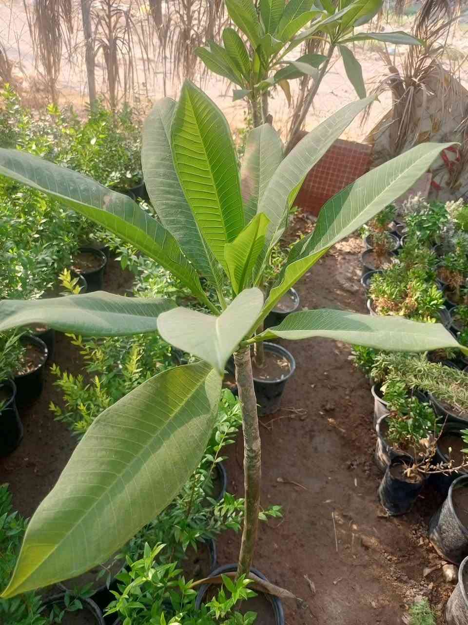 مشتل الجمعيه
يتوفر لدينا مجموعه من النباتات الخارجية 

الدجيل الجمعيه خلف الدفاع المدني 

للاستفسار والحجز مازنجر واتساب ***********

توجد لدينا خدمه توصيل داخل الدجيل
💯💯💯💯💯💯💯💯💯💯💯💯💯💯💯💯
