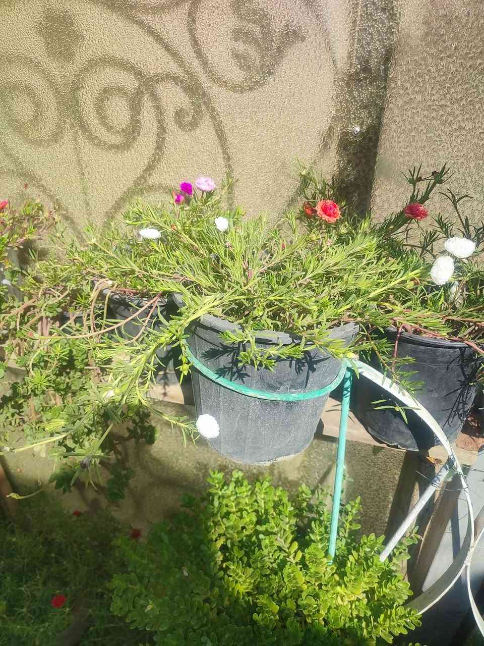 سندانه • حجم ٢٢ • توصيل
