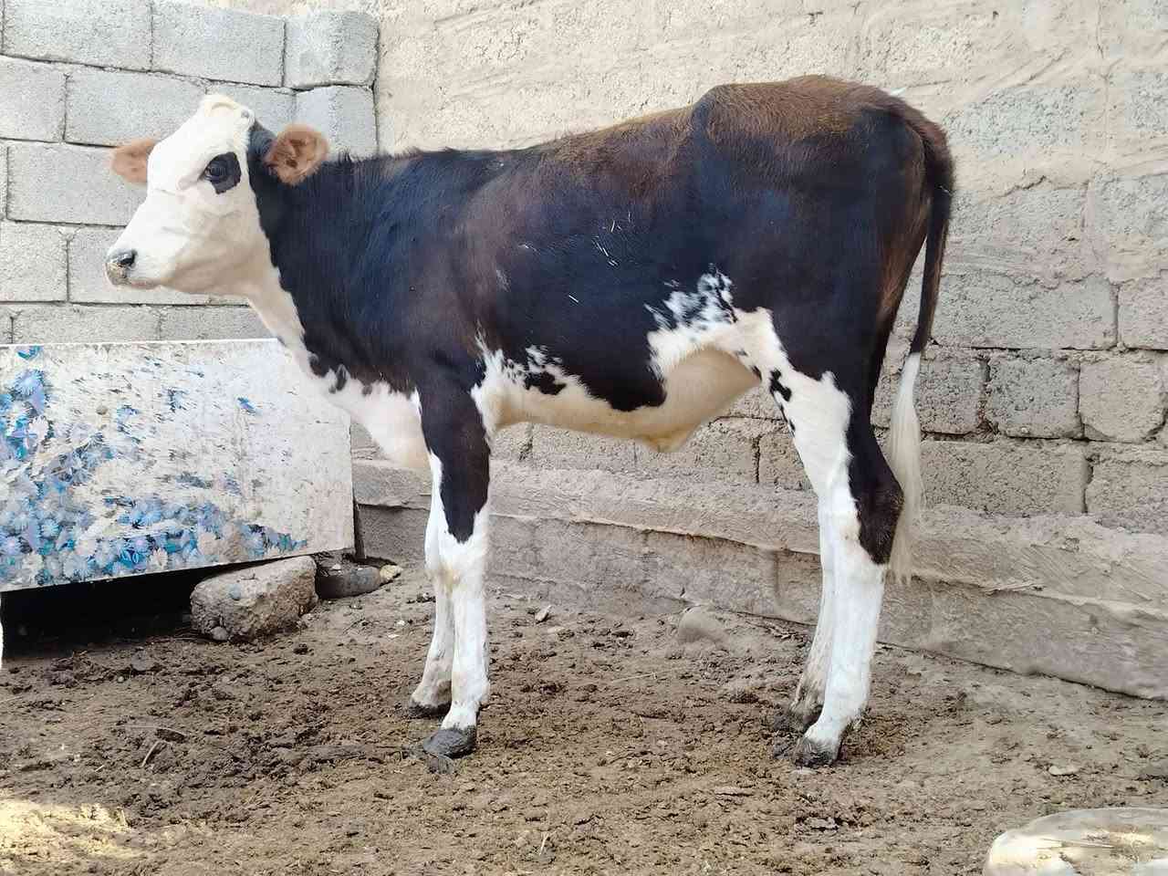 جوز حوليات • اصليات • الشرقاط الخضرانيه
