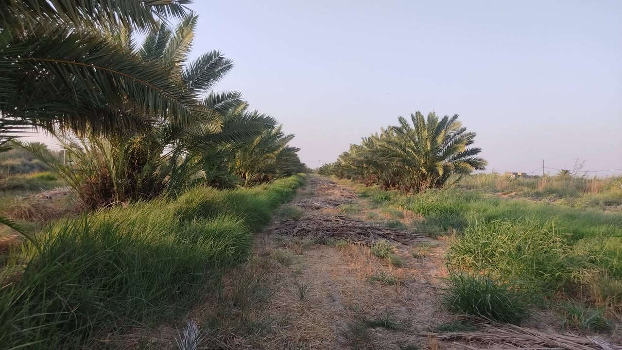 يتوفر📛

📛📛📛 لدينا تشكيلة ممتازة من فسائل النخيل بأحجام مختلفة لتناسب طلبك وبأسعار تنافسية حسب الكمية تبدأ من 7 وتختلف باختلاف الحجم

​شويثي أصفر (درجة أولى) نضمن لك الجودة والذمة والضمير وتگدر تجي بنفسك تشوف العثگ وتختار وتشلع الفسيلة بيدك لتكون على أتم الثقة.
​بريم أحمر:

 متوفر أيضاً وبأفضل الحضور.
​تجهيز المزارع:

 إذا عندك مزرعة أو مساحة جديدة، نستعد لتجهيزها بالكامل وبسعر موحد ومناسب جداً.
​📞 للحجز والاستفسار يرجى الاتصال على الرقم:
***********
​خدمتكم تشرفنا.
