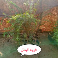 مشتل ورد الصباح • بابل طريق حمزه • أشجار وورود