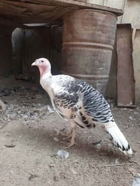 نثايات كبار • شراي خاص