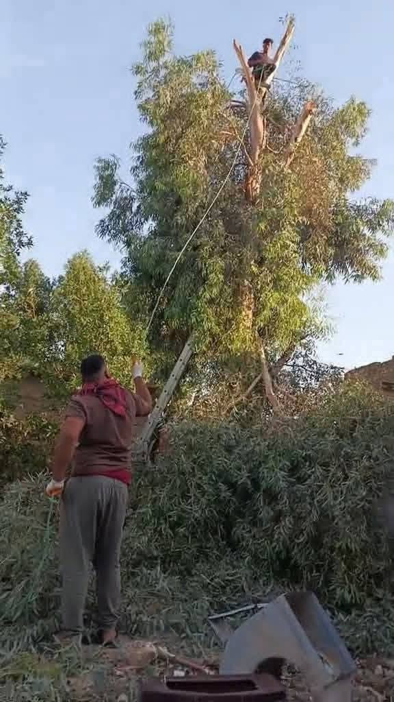 🌴 خدمات تكريب وتنظيف النخيل وقص الأشجار 🌳
✅ تكريب وتنظيف النخيل باحترافية. ✅ ترتيب الحدائق المنزلية وزراعة الثيل الطبيعي النخيل وإزالة المخلفات. ✅ قص وقلع الأشجار التالفة والخطرة. ✅ إزالة الأشجار الكبيرة داخل الدور السكنية بأمان. ✅ إنجاز سريع وأسعار مناسبة.

📍 نخدم الديوانية ونواحيها.

📞 للتواصل: ***********

🌴🌳 حافظ على جمال وحديقتك... واترك العمل لأهل الخبرة.
