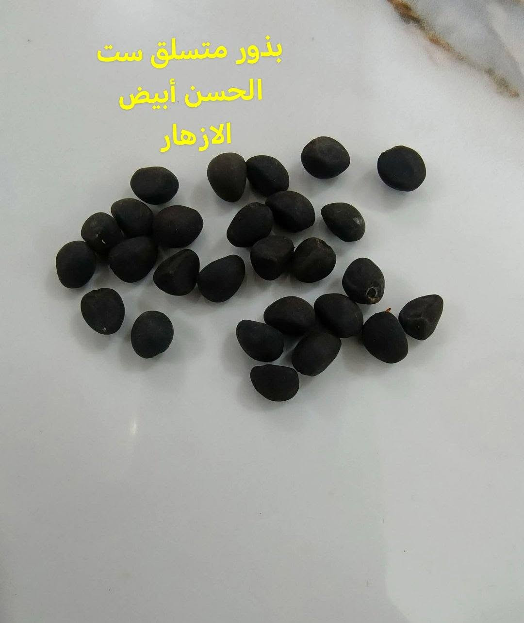 متاح لدينا بذورها بذور متسلق الفاصوليا الهايسنت أو اللبلاب بنفسجي لطلب والحجز
واتساب *********** السماوه أو مراسلة الصفحه يوجد خدمة توصيل طلبات داخل السماوه ولكافة المحافظات لباب البيت أنواع البذور الاستوائية النادره

نص مكتوب في الصور:
- متسلق الفاصوليا لزينه
- متسلق فاصوليا الهايسنت
- بذور متسلق ست الحسن أبيض الأزهار
- بذور متسلق الفاصوليا الهايسنت