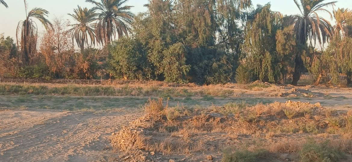 سلام وعليكم
عندي دوانم ملك صرف لبيع عنوان طريق بغداد   ديالى منطقه شاعوره تصلح مزارع تبليط مي كهرباء منطقه قريبه على شاطيه ***********
